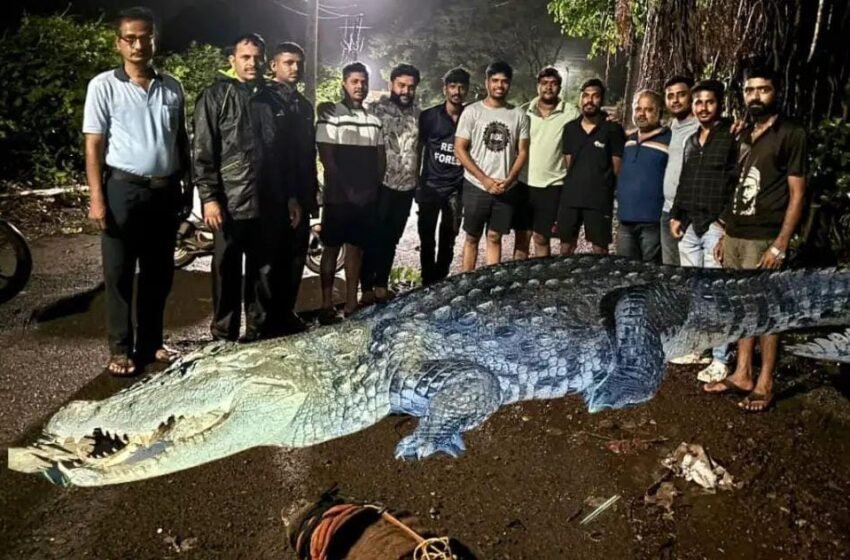  खेडमध्ये आठ फुटी मगरीला नैसर्गिक अधिवासात सोडले