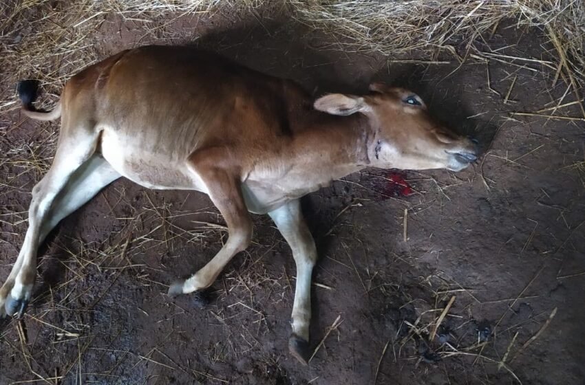 लांजा येथे बिबट्याच्या हल्ल्यात पाडीचा मृत्यू