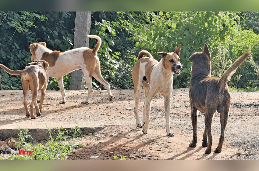 साखरीनाटेत शाळकरी मुलीवर भटक्या कुत्र्यांचा हल्ला