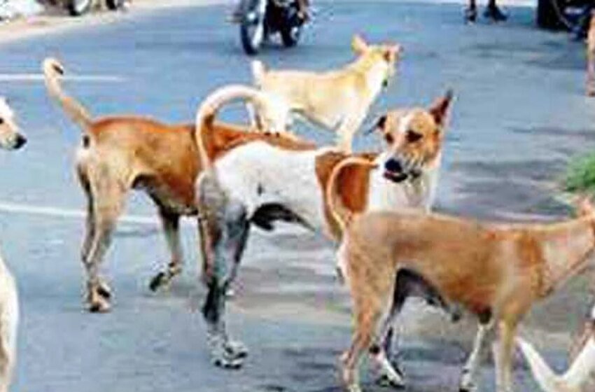  चिपळुणात भटक्या कुत्र्यामुळे रिक्षा पलटी