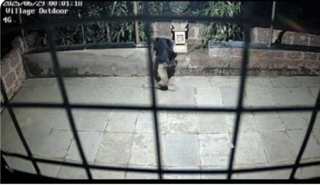  सागवे येथे ब्लॅक पॅंथरचा कुत्र्यावर हल्ला