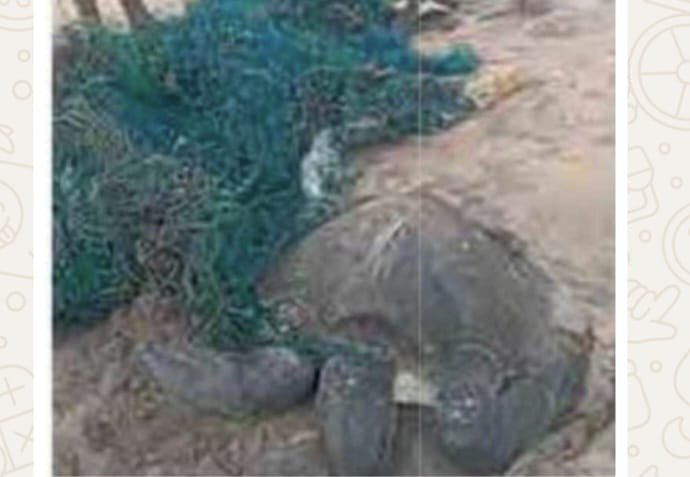  जाळ्यात अडकलेल्या कासवांची सुटका