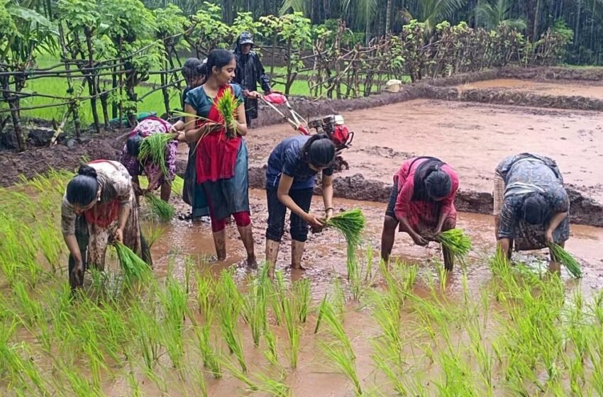  अभ्यंकर कुलकर्णी कनिष्ठ महाविद्यालयाच्या एनएसएसमधील विद्यार्थ्यांनी केली भातलावणी