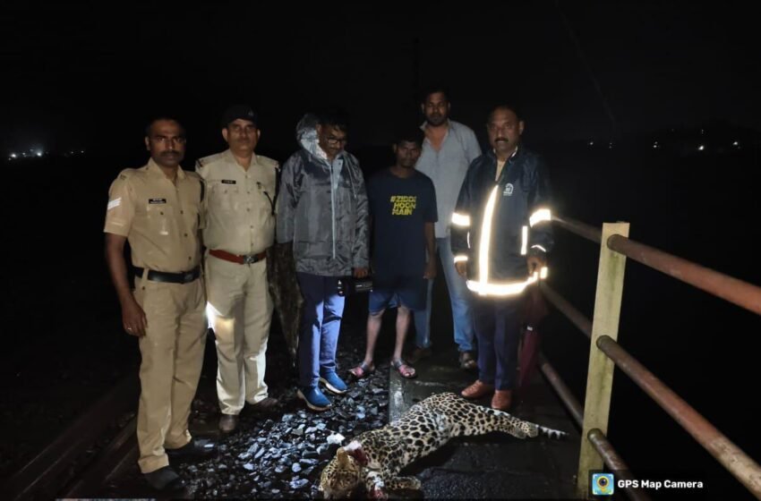  रत्नागिरी-आरटीओ कार्यालयाजवळ मत्स्यगंधा एक्स्प्रेसच्या धडकेत बिबट्याचा मृत्यू!