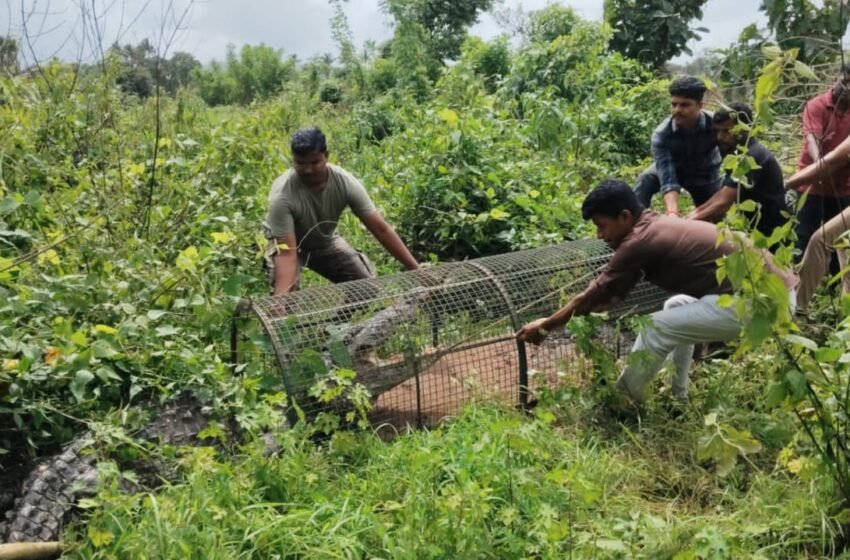  वाशिष्ठी नदीच्या पुरामुळे गावात मगर दाखल; १२ फुटांच्या मगरीला वन विभागाने पकडले