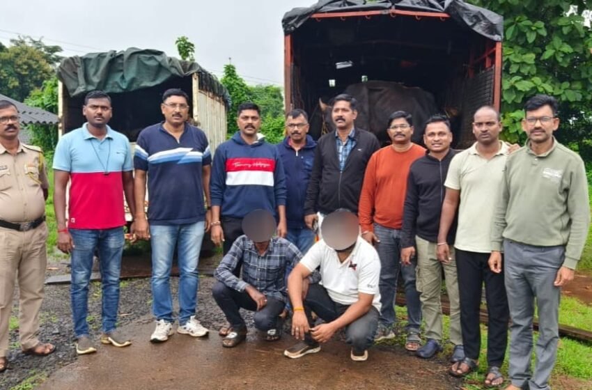  राजापुरात अवैध गोवंश वाहतुकीवर पोलिसांची कारवाई