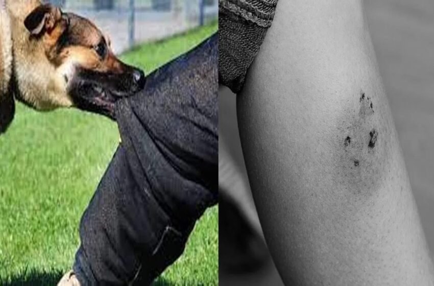  दाभोळमध्ये कुत्र्यांच्या हल्ल्यात दोघे जण जखमी