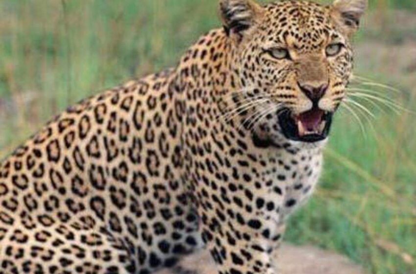  तेर्ये बुरंबी येथे बिबट्याचा शेळीवर हल्ला