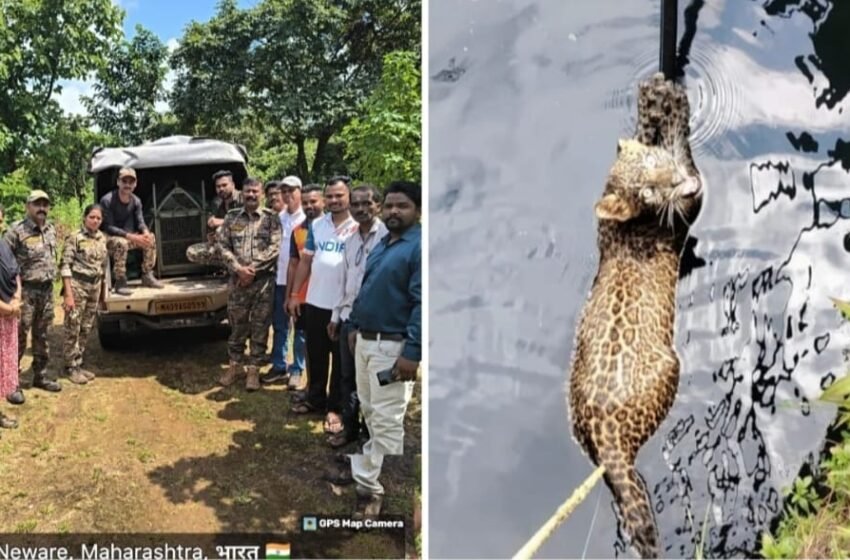  गणपतीपुळे येथे विहिरीत पडलेल्या बिबट्याची सुटका