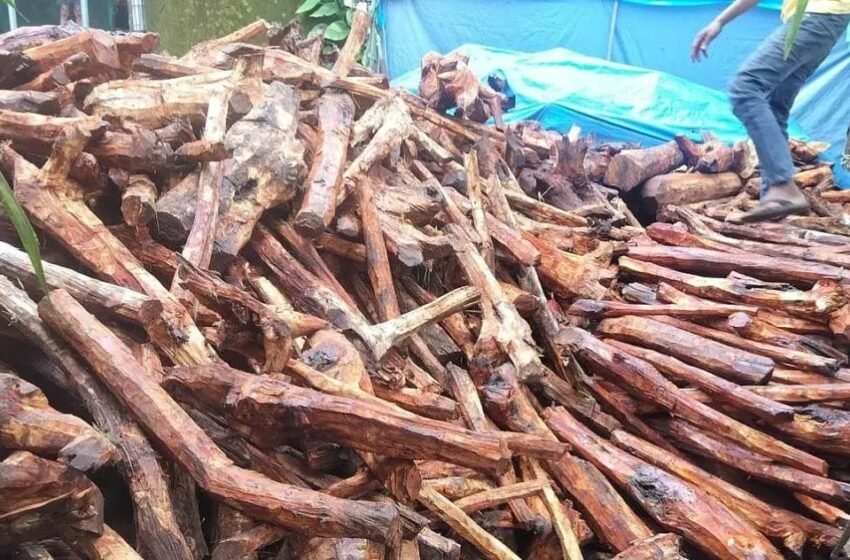  खैर तस्करीत मंडणगडातील ५ तस्करांचा सहभाग