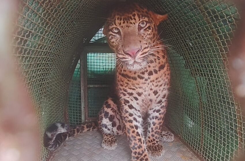  कोतवडे येथे विहिरीत पडलेल्या बिबट्याची सुटका