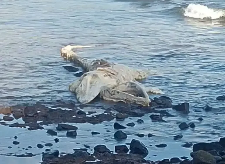  मिऱ्या समुद्रकिनारी आढळले देवमाशाचे अवशेष