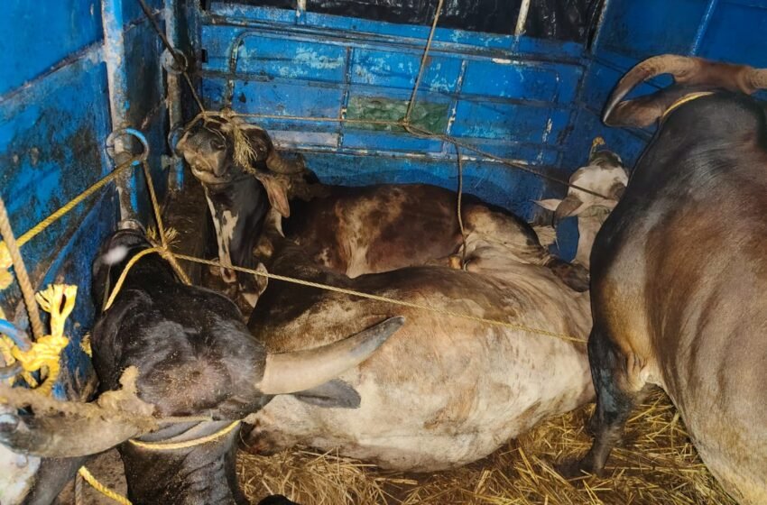  देवरुख – कळकदरा मार्गावर गुरांची अवैध वाहतूक करणारी बोलेरो ताब्यात, कोल्हापुरातील दोघांविरुद्ध गुन्हा