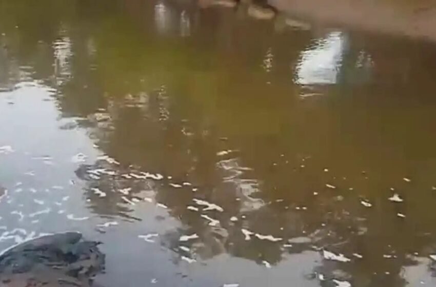  दूषित पाण्यामुळे वाशिष्ठी नदीपात्रात मृत माशांचा खच