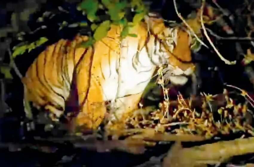  चौथ्या वाघाच्या अस्तित्वावर शिक्कामोर्तब