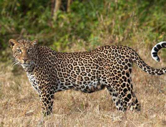  बिबट्याच्या हल्ल्यात म्हैस ठार