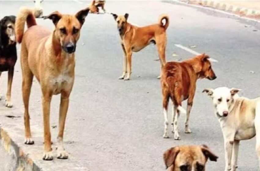  देवरुखात कुत्र्यांचा दोन तरुणांना चावा