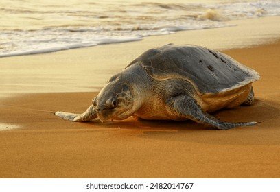  फ्लिपर्संना टॅग लावलेली ऑलिव्ह रिडले कासवगुहागर समुद्रकिनाऱ्यावर घरट्यांसाठी परतले