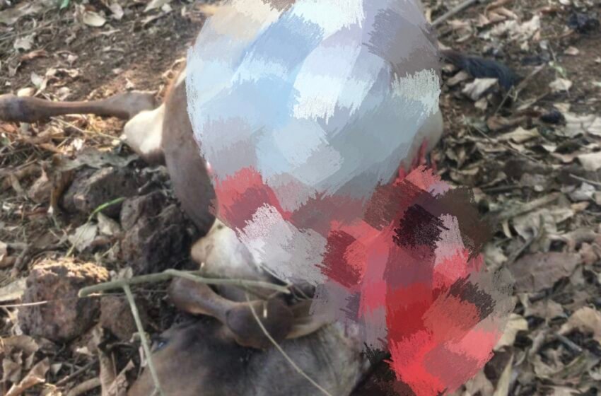  सैतवडे येथे बिबट्याचा वासरावर हल्ला; गावात भीतीचे वातावरण