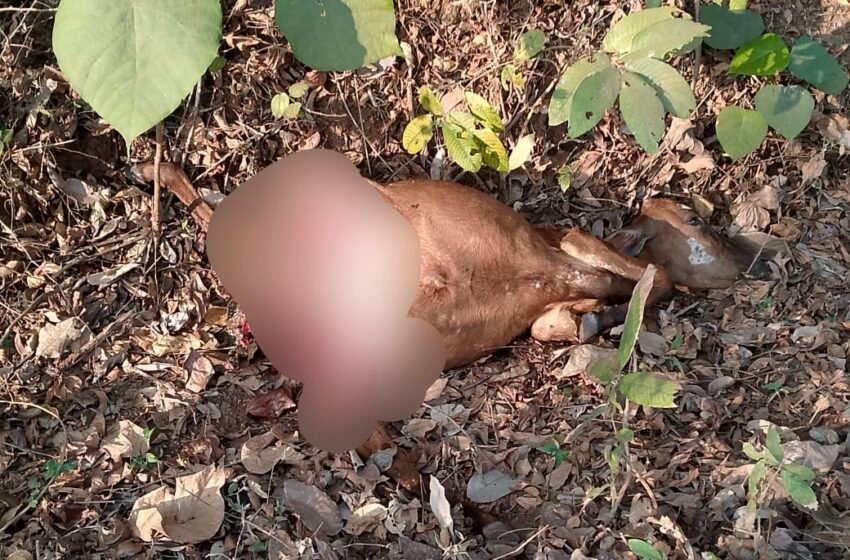  सैतवडे परिसरात बिबट्याचा थरार: दोन आठवड्यांत दुसऱ्या वासराची शिकार