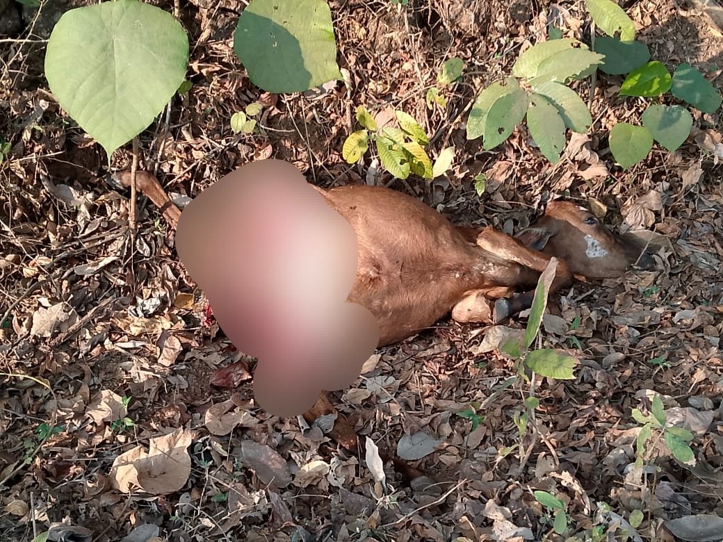 सैतवडे परिसरात बिबट्याचा थरार: दोन आठवड्यांत दुसऱ्या वासराची शिकार