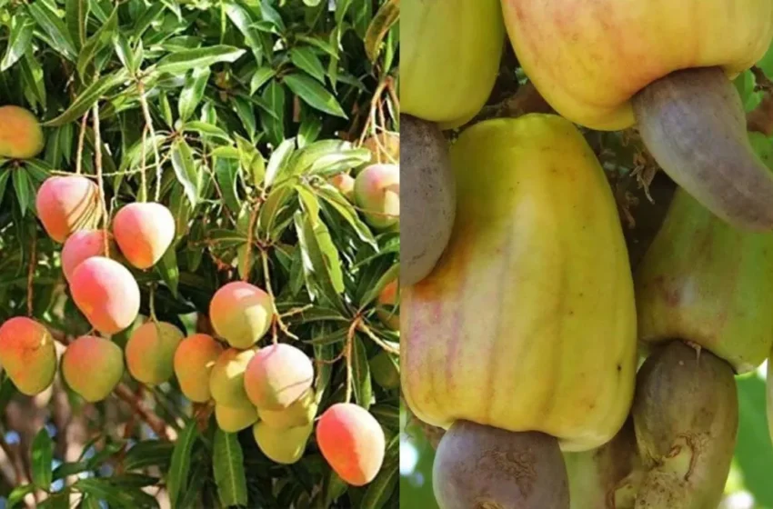  आंबा-काजू विमा परताव्यासाठी ‘खेड’मध्ये आंदोलनाचे हत्यार