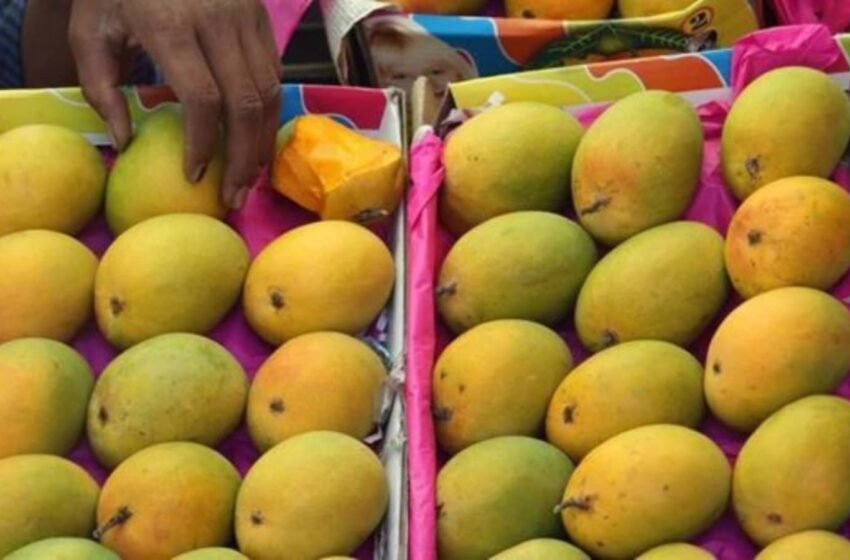  संगमेश्वरातील पहिली आंबा पेटी पुण्यात