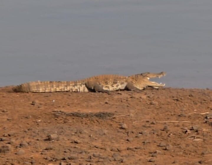  खेड पंचनदी धरणाच्या काठावर १०-१२ फुटी महाकाय मगरीचे दर्शन