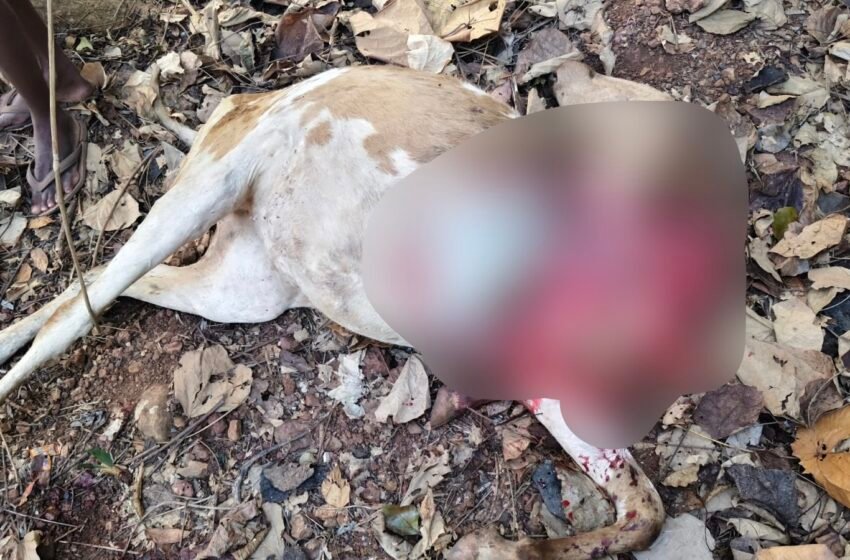  सैतवड्यात बिबट्याचा थरार सुरूच! तिसऱ्या हल्ल्याने ग्रामस्थ भयभीत