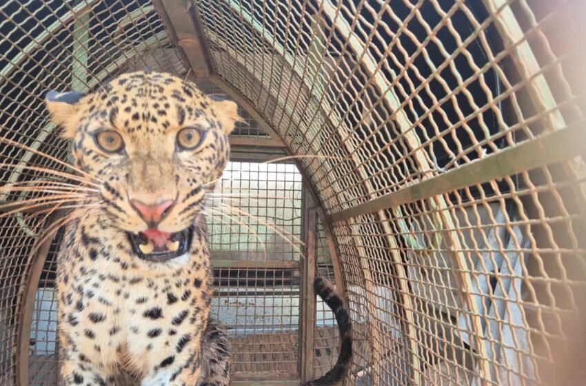  विहिरीत पडलेल्या मादी बिबट्याला जीवदान