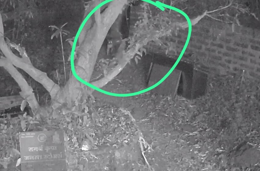  रत्नागिरीत थिबा पॅलेस परिसरात बिबट्याचा वावर; सीसीटीव्हीमध्ये थरार कैद!