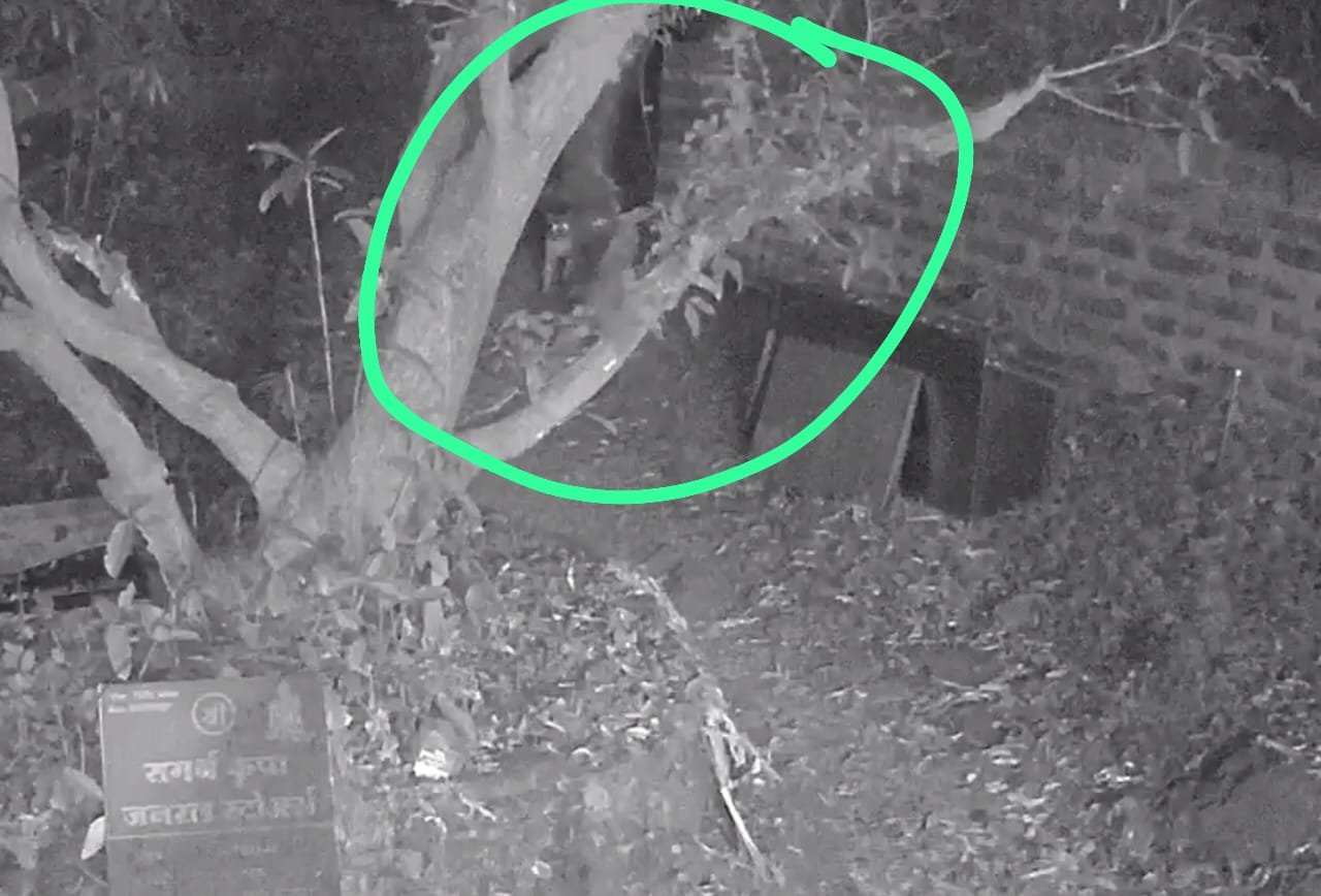 रत्नागिरीत थिबा पॅलेस परिसरात बिबट्याचा वावर; सीसीटीव्हीमध्ये थरार कैद!