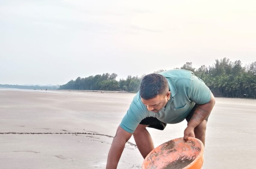  भाट्ये किनाऱ्यावरुन कासवाच्या पिल्लांनी घेतली समुद्रात झेप