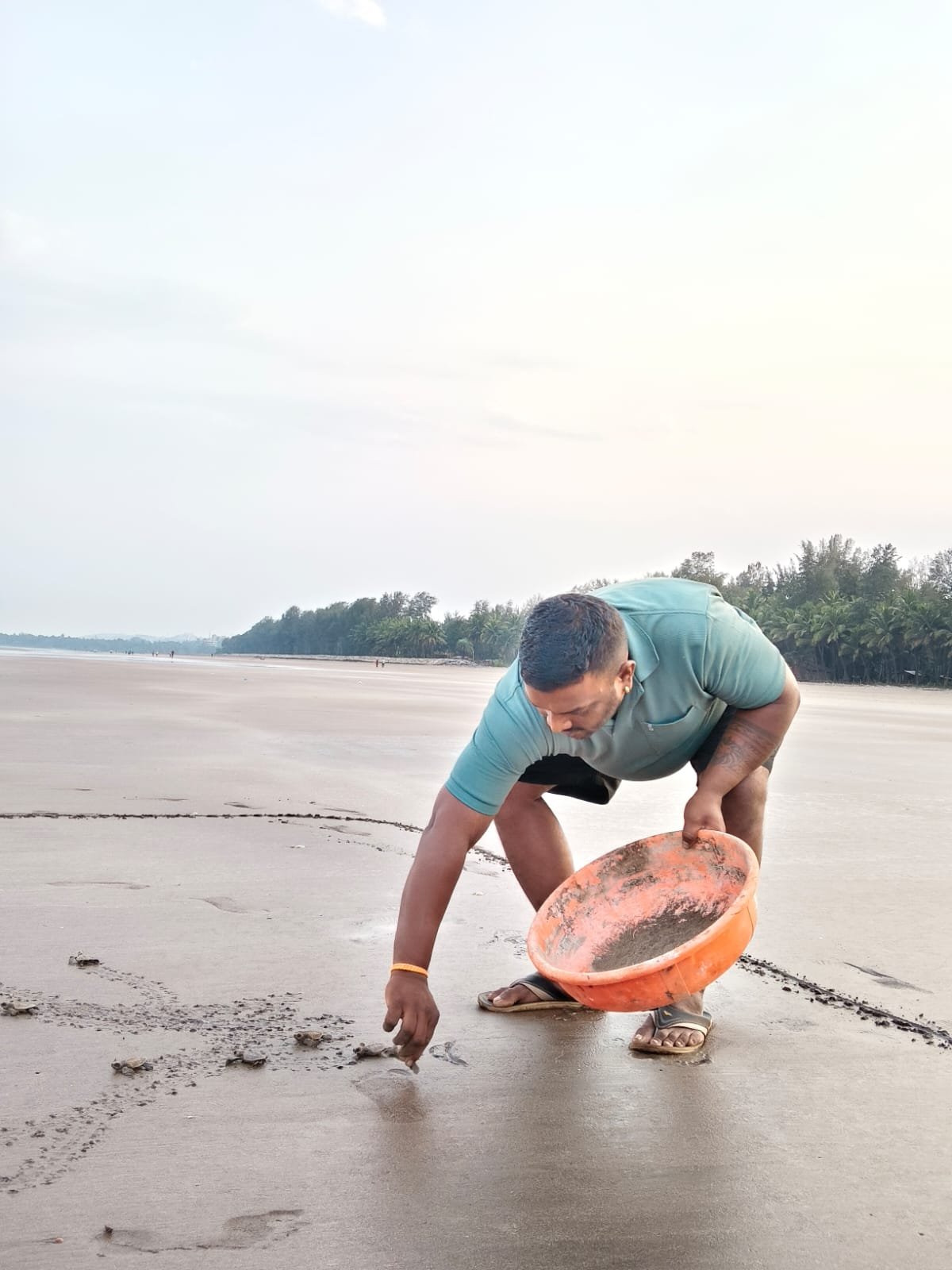 भाट्ये किनाऱ्यावरुन कासवाच्या पिल्लांनी घेतली समुद्रात झेप