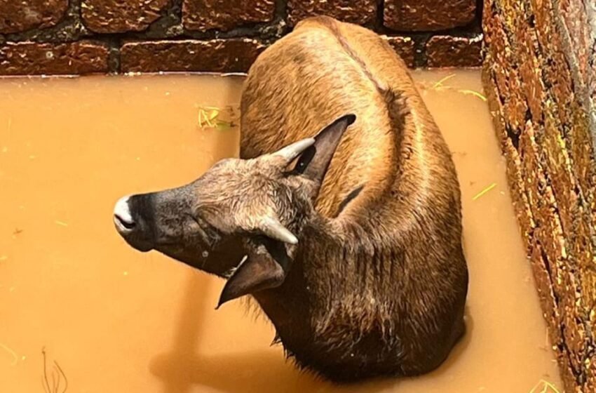  वीस फूट खोल विहिरीत पडला रानगवा