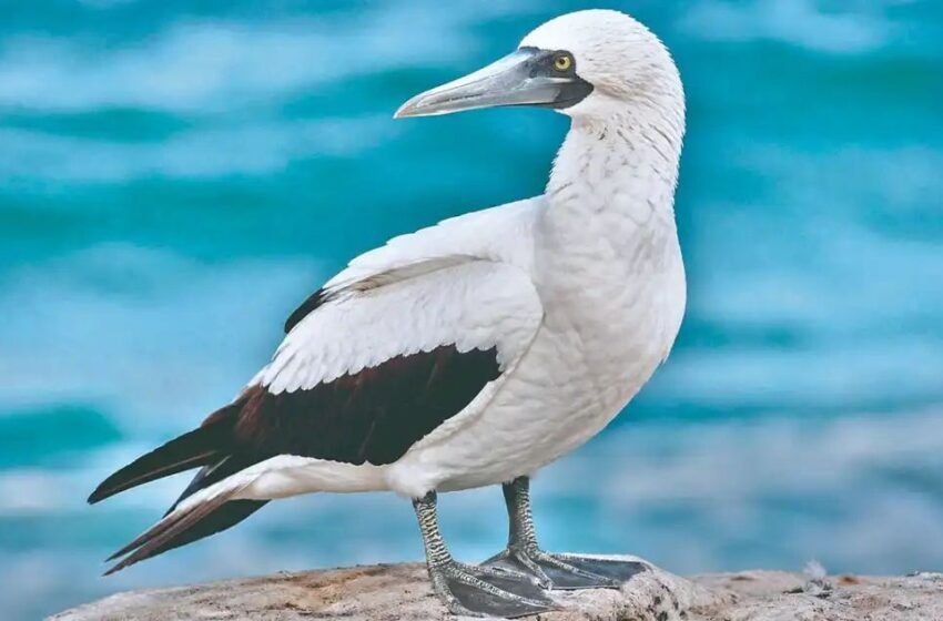  हर्णे किनाऱ्यावर दुर्मीळ ‌’बुबी‌’ पक्ष्याचे रेस्क्यू