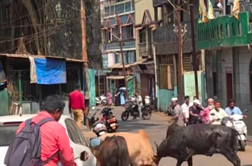  रत्नागिरीच्या धनजीनाक्यात बैलांचा थरार: भररस्त्यात राडा