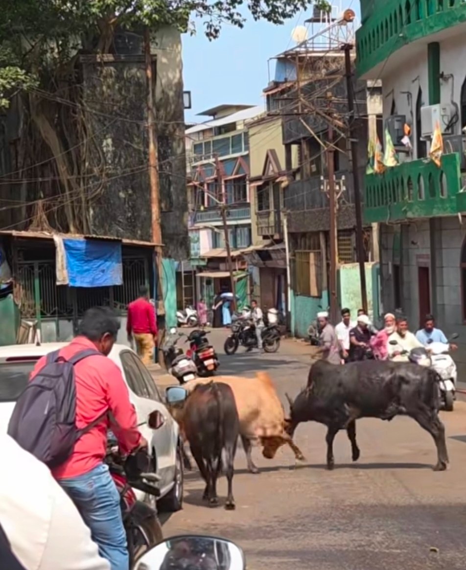 रत्नागिरीच्या धनजीनाक्यात बैलांचा थरार: भररस्त्यात राडा
