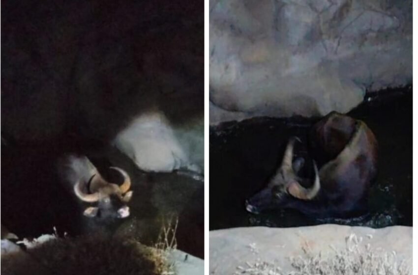  ४ फूट डोहात अडकलेल्या रानगव्याला जीवदान