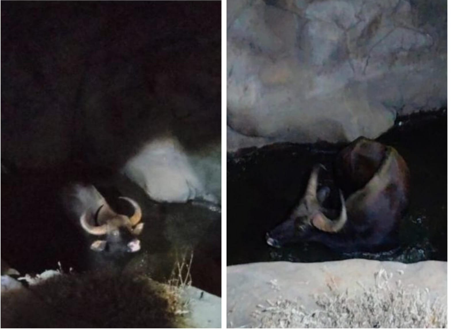 ४ फूट डोहात अडकलेल्या रानगव्याला जीवदान