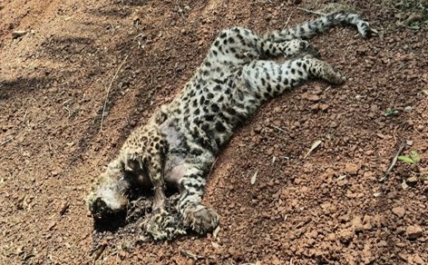 लांजा येथे अज्ञात वाहनाच्या धडकेत बिबट्याच्या बछड्याचा मृत्यू