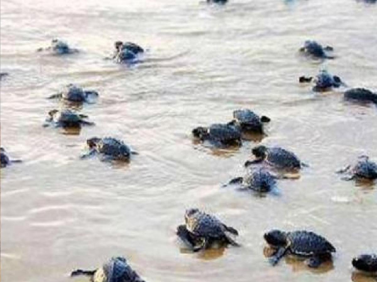 गावखडीत ८९७ कासवांच्या पिल्लांची समुद्रात यशस्वी झेप