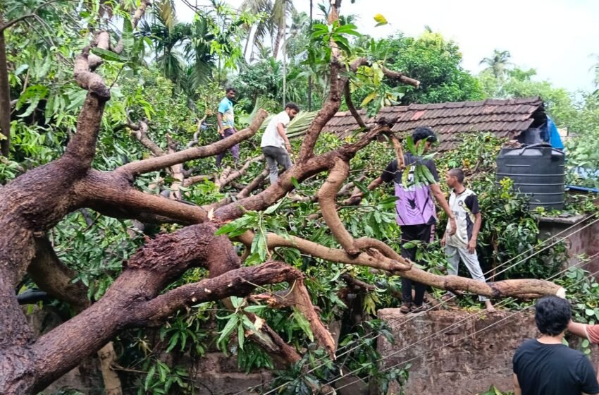  राजिवडा येथे राकेश पाटील यांच्या घरावर कोसळले महाकाय आम्रवृक्ष
