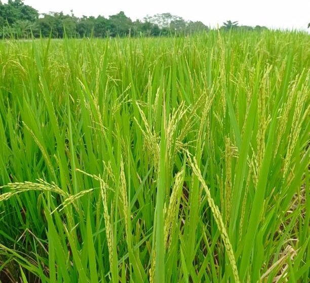  जिल्ह्यात ५५ हजार ४०० हेक्टरवर खरिपाचे उद्दिष्ट