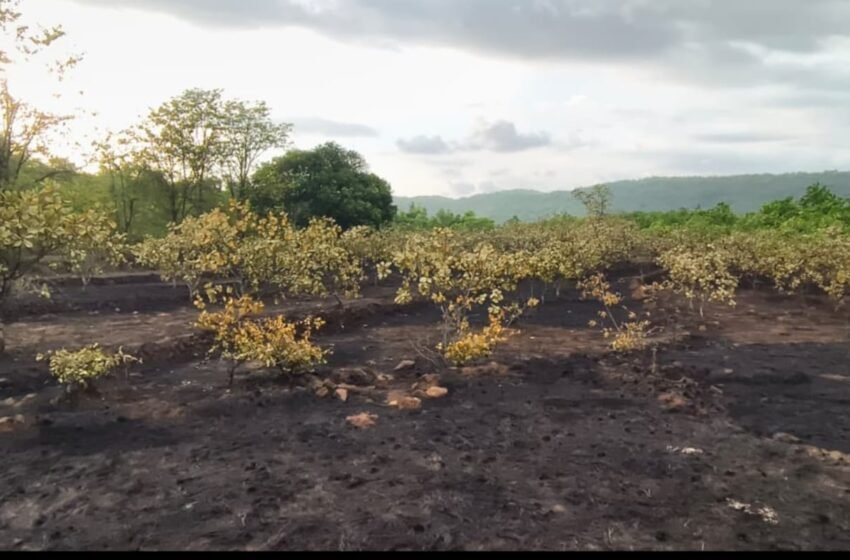  चाफवली येथे वणव्यात काजू बाग जळून खाक