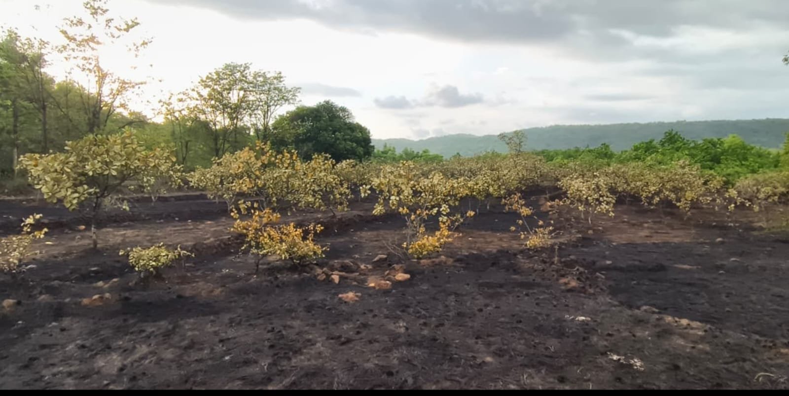 चाफवली येथे वणव्यात काजू बाग जळून खाक