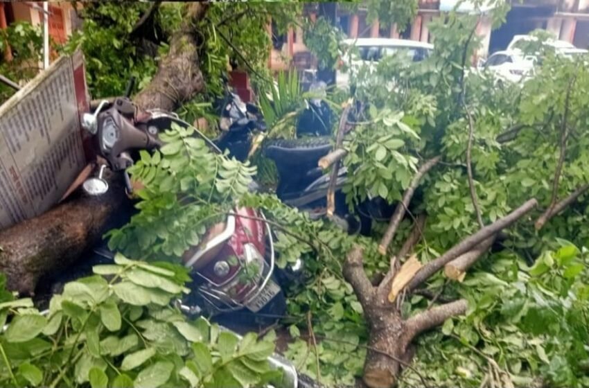  चिपळूण पंचायत समितीच्या प्रवेशद्वाराजवळ महाकाय वृक्ष कोसळला