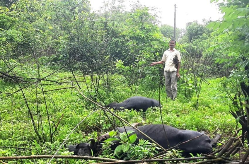  तुटलेल्या विद्युतवाहीनीचा शॉक लागून २ गाईंचा मृत्यू