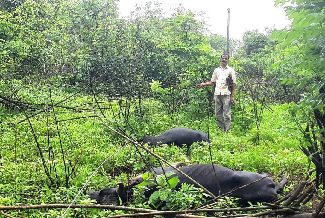 तुटलेल्या विद्युतवाहीनीचा शॉक लागून २ गाईंचा मृत्यू