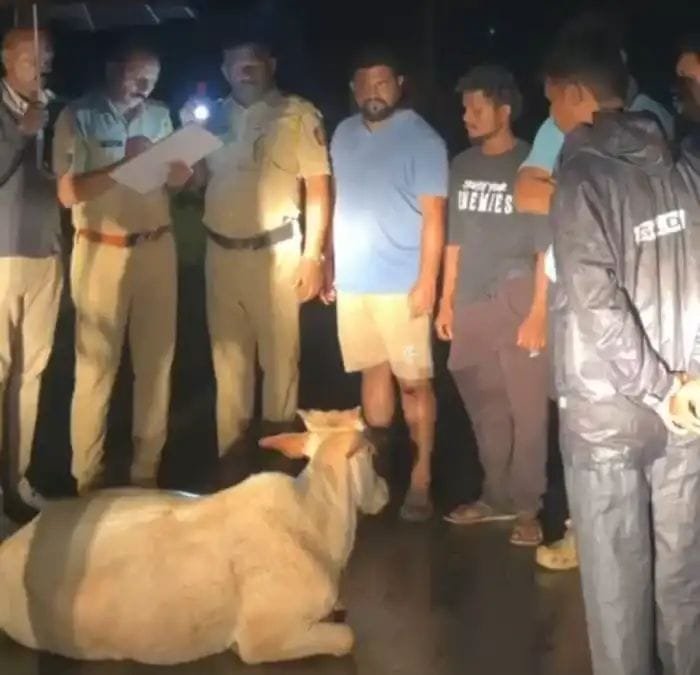बारा गुरांना बेशुद्ध करून तस्करीचा प्रयत्न